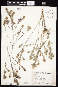 Symphyotrichum sericeum image