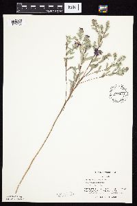 Symphyotrichum sericeum image