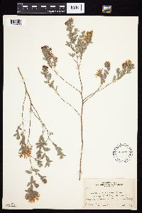 Symphyotrichum sericeum image