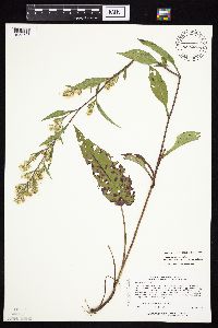 Symphyotrichum urophyllum image