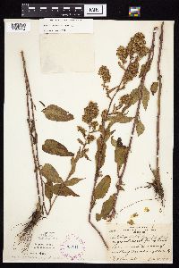 Symphyotrichum urophyllum image