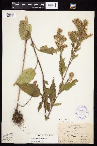 Symphyotrichum urophyllum image