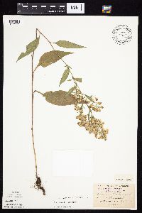 Symphyotrichum urophyllum image