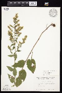 Symphyotrichum urophyllum image
