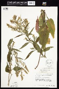 Symphyotrichum urophyllum image