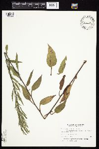 Symphyotrichum urophyllum image