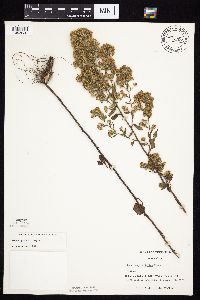 Symphyotrichum urophyllum image