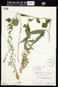 Symphyotrichum urophyllum image