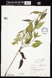 Symphyotrichum urophyllum image