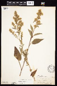 Symphyotrichum urophyllum image