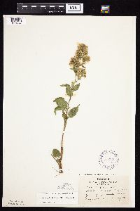 Symphyotrichum urophyllum image