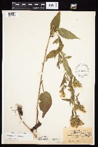 Symphyotrichum urophyllum image