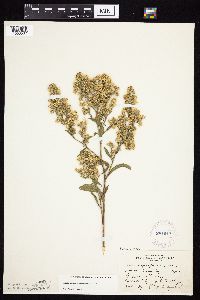 Symphyotrichum urophyllum image