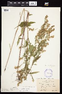 Symphyotrichum urophyllum image