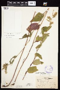 Symphyotrichum urophyllum image