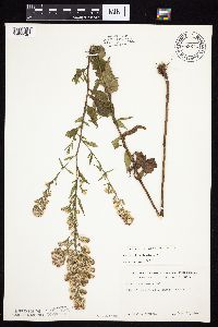 Symphyotrichum urophyllum image