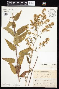 Symphyotrichum urophyllum image
