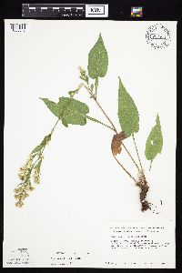 Symphyotrichum urophyllum image