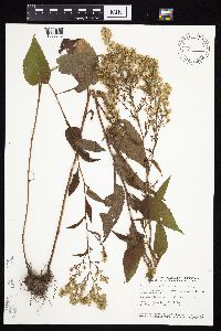 Symphyotrichum urophyllum image