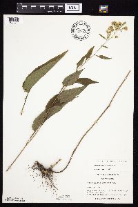 Symphyotrichum urophyllum image