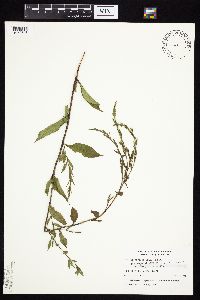 Symphyotrichum urophyllum image