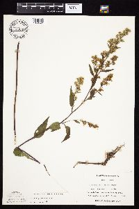 Symphyotrichum urophyllum image