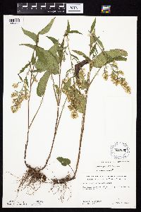 Symphyotrichum urophyllum image