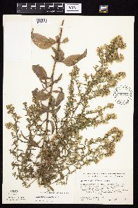 Symphyotrichum urophyllum image