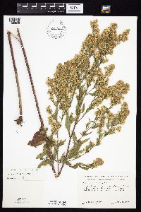 Symphyotrichum urophyllum image