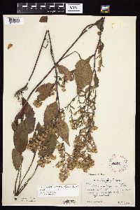 Symphyotrichum urophyllum image