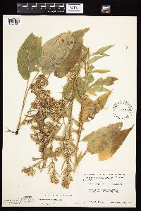 Symphyotrichum urophyllum image