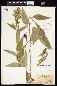 Symphyotrichum urophyllum image