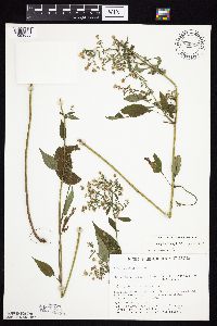 Symphyotrichum urophyllum image
