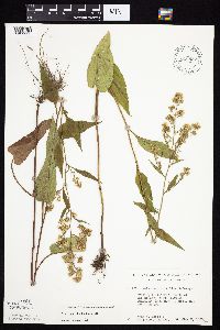 Symphyotrichum urophyllum image