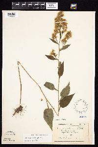 Symphyotrichum urophyllum image