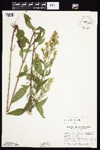 Symphyotrichum urophyllum image