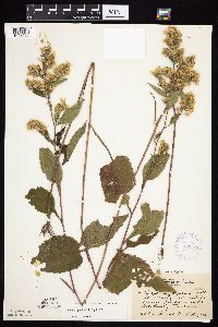 Symphyotrichum urophyllum image