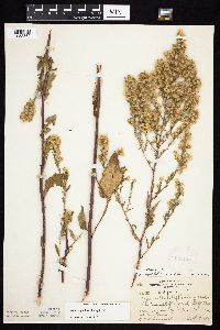 Symphyotrichum urophyllum image