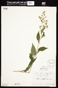 Symphyotrichum urophyllum image