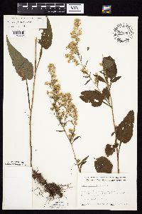 Symphyotrichum urophyllum image