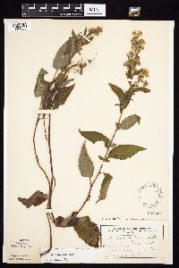 Symphyotrichum urophyllum image