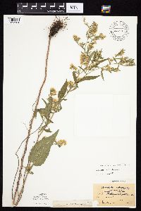 Symphyotrichum urophyllum image