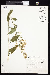 Symphyotrichum urophyllum image