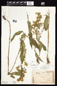 Symphyotrichum urophyllum image