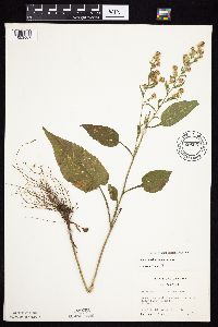 Symphyotrichum urophyllum image