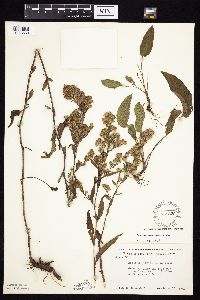 Symphyotrichum urophyllum image