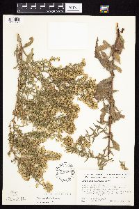 Symphyotrichum urophyllum image