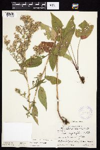 Symphyotrichum urophyllum image