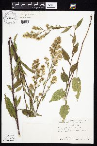 Symphyotrichum urophyllum image