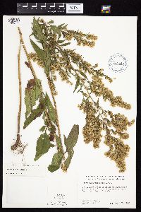 Symphyotrichum urophyllum image